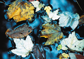 Blue Leaves